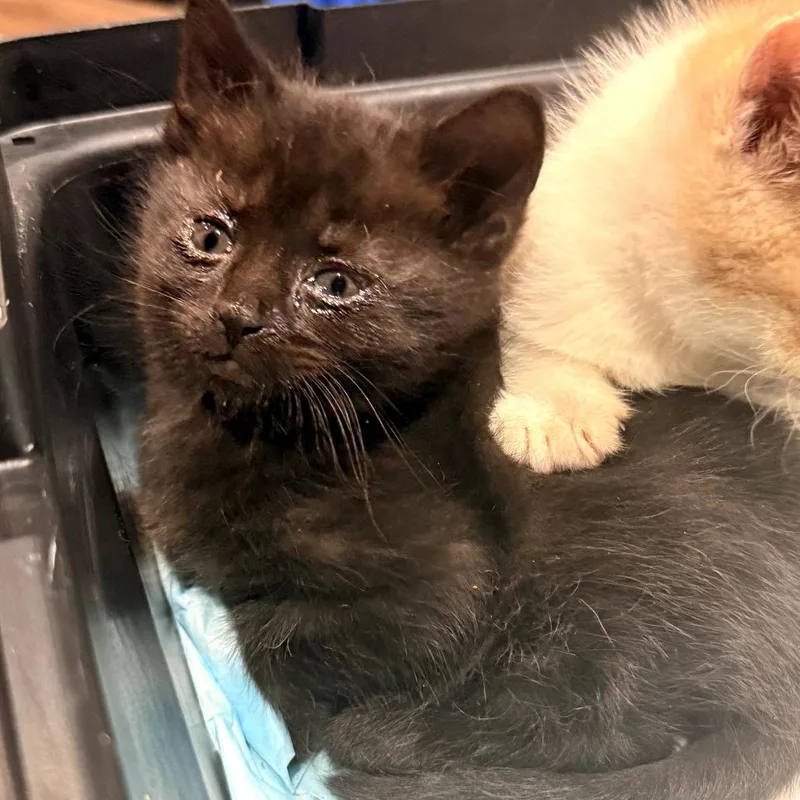 A baby small-sized female Black Domestic Short Hair cat named Velma for adoption in Delaware, OH