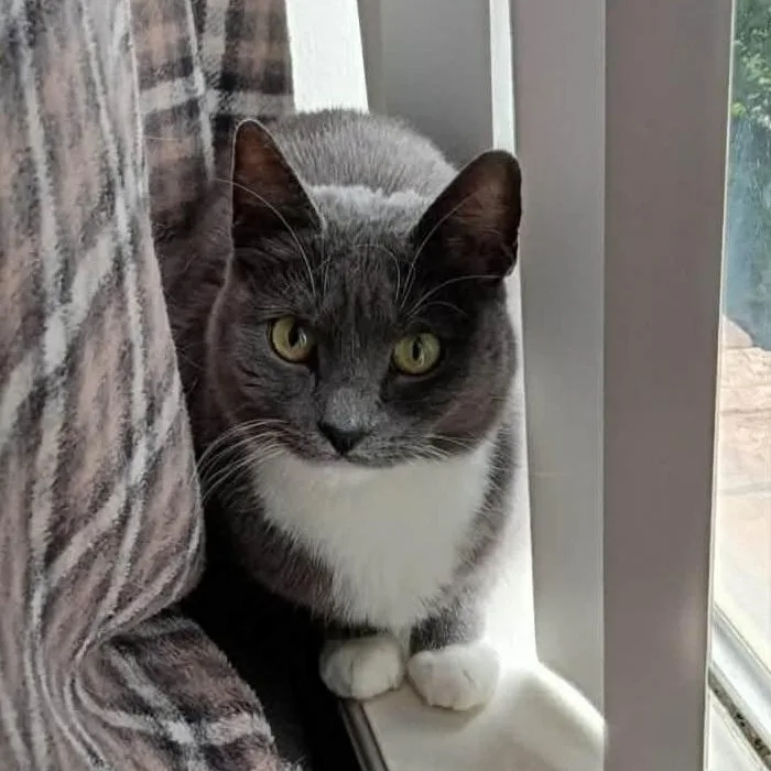 A young medium-sized female Gray & White Domestic Short Hair cat named Tomantha for adoption in Warr Acres, OK
