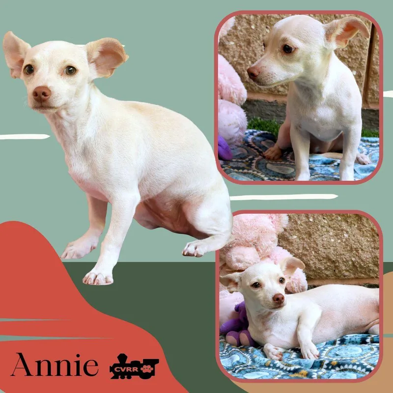 A baby small-sized female Chihuahua dog named Annie for adoption in LINDSAY, CA