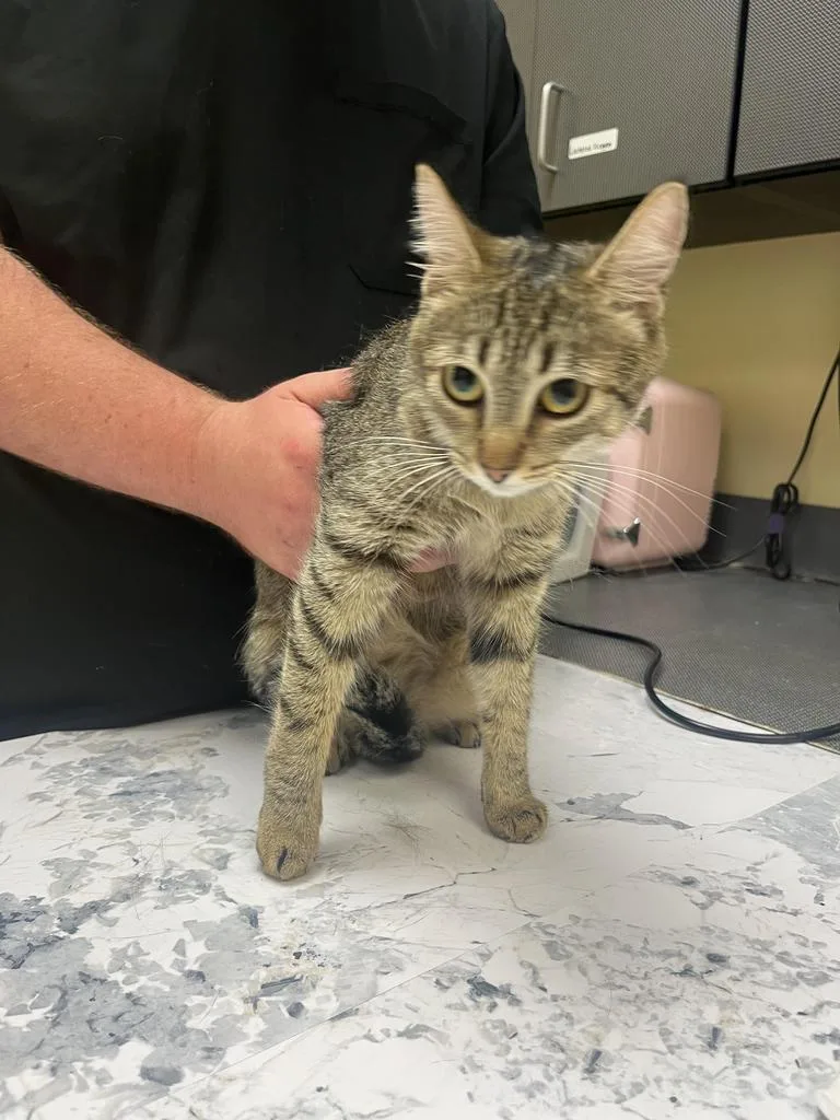A young medium-sized female Domestic Short Hair cat named Gurt for adoption in Florence, SC