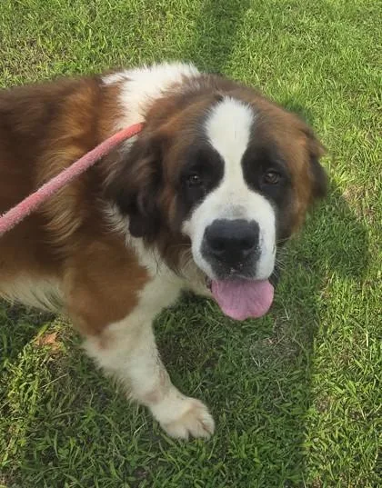 An adult large-sized male Saint Bernard dog named Winston for adoption in Philadelphia, PA