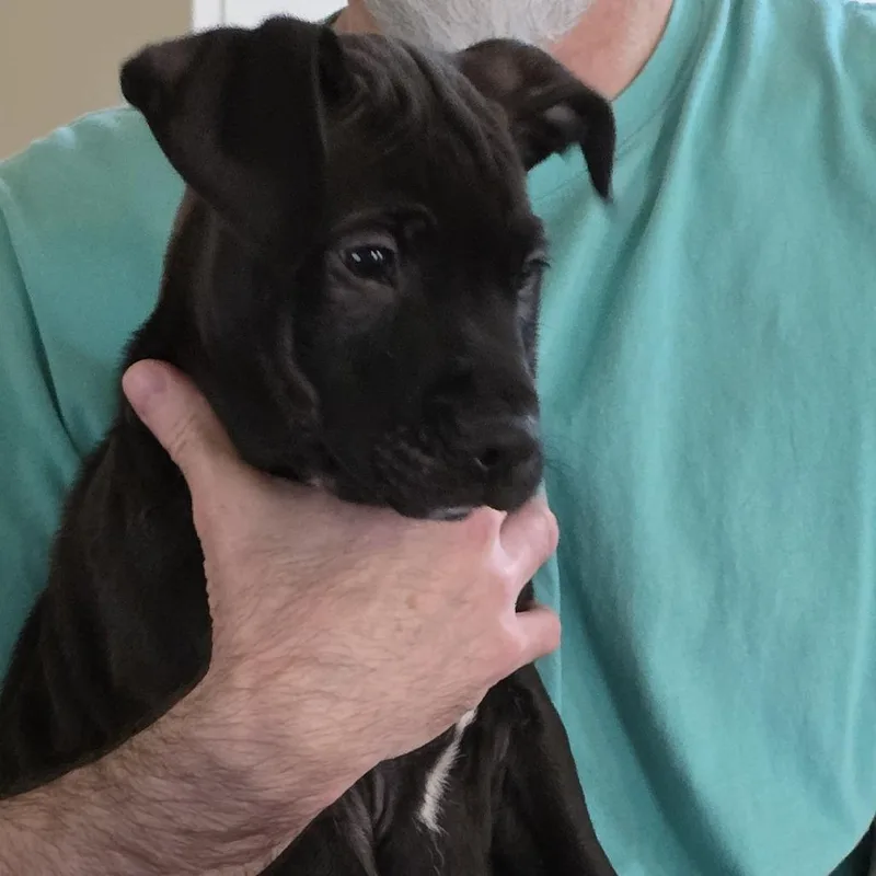A baby large-sized male Black Labrador Retriever dog named Boaz for adoption in Austin, TX