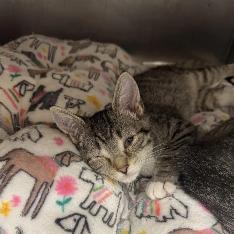 A baby small-sized male Gray / Blue / Silver Domestic Short Hair cat named Oscar for adoption in Blue Ridge, GA