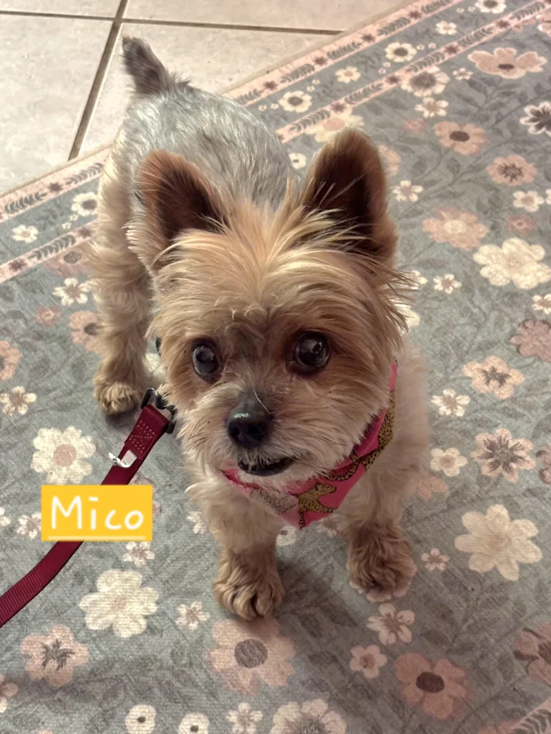 Miko