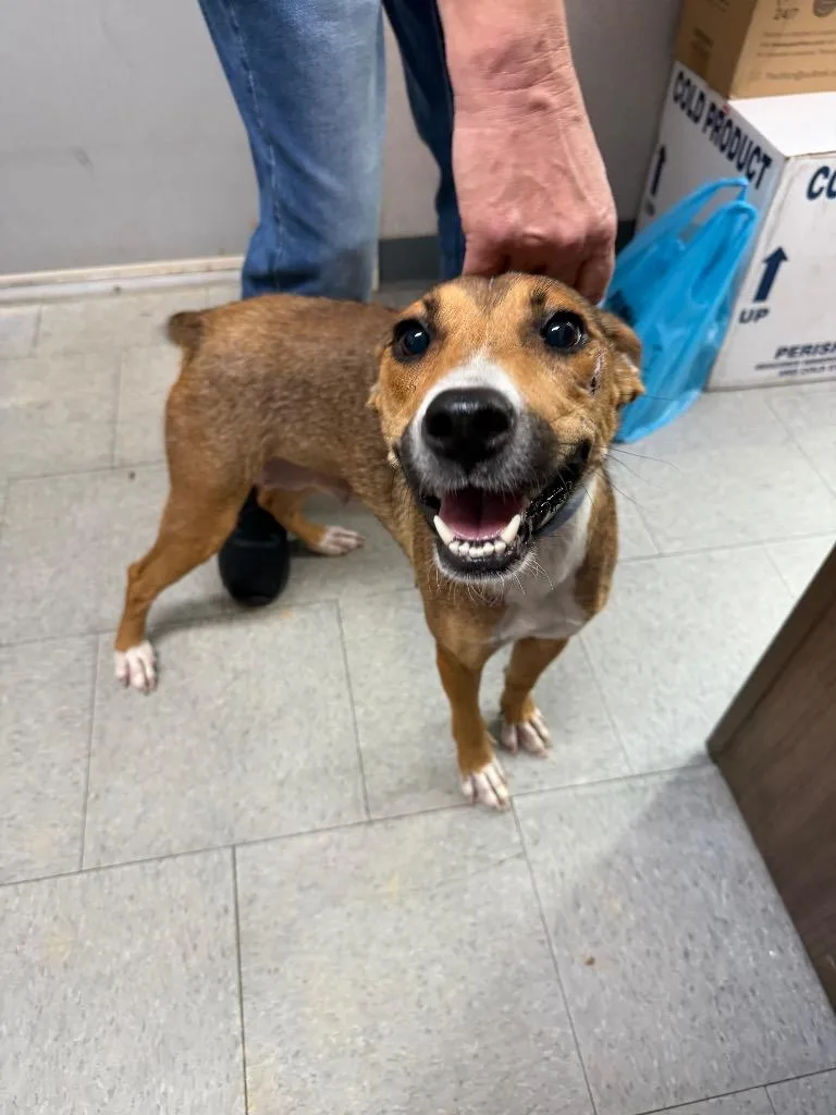 A young medium-sized female Tricolor (Brown, Black, & White) Mixed Breed dog named Frankie for adoption in Winnsboro, SC