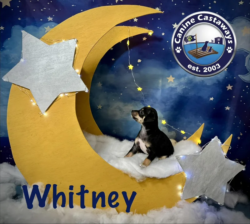 A baby small-sized female Black Rat Terrier dog named Whitney for adoption in Arcadia, FL