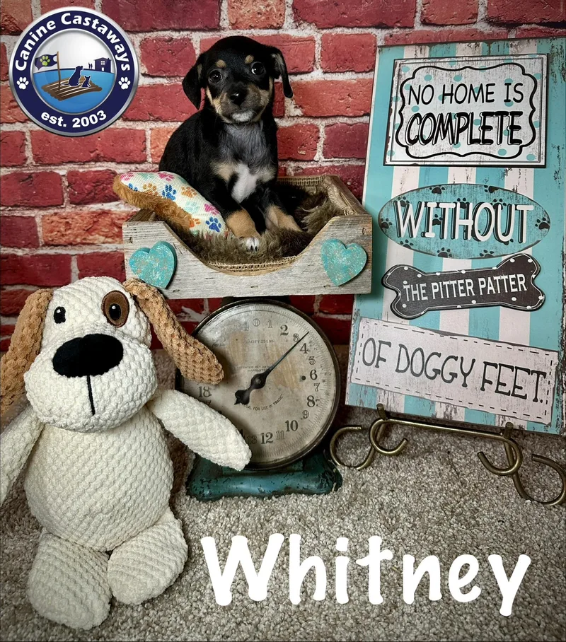 Whitney thumbnail 3