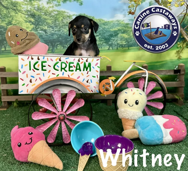 Whitney thumbnail 4
