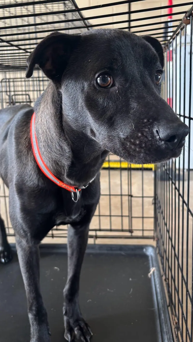 An adult medium-sized male Black Terrier dog named Russo for adoption in Harlingen, TX