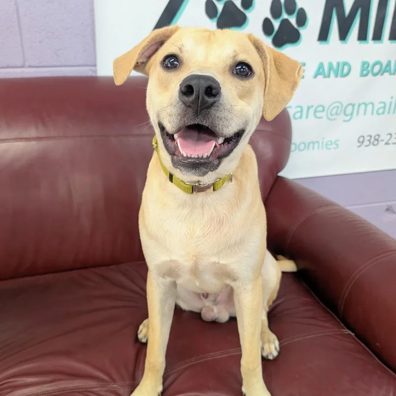 A young medium-sized male Golden Yellow Labrador Retriever dog named Binx Wants To Know for adoption in Pennington, NJ