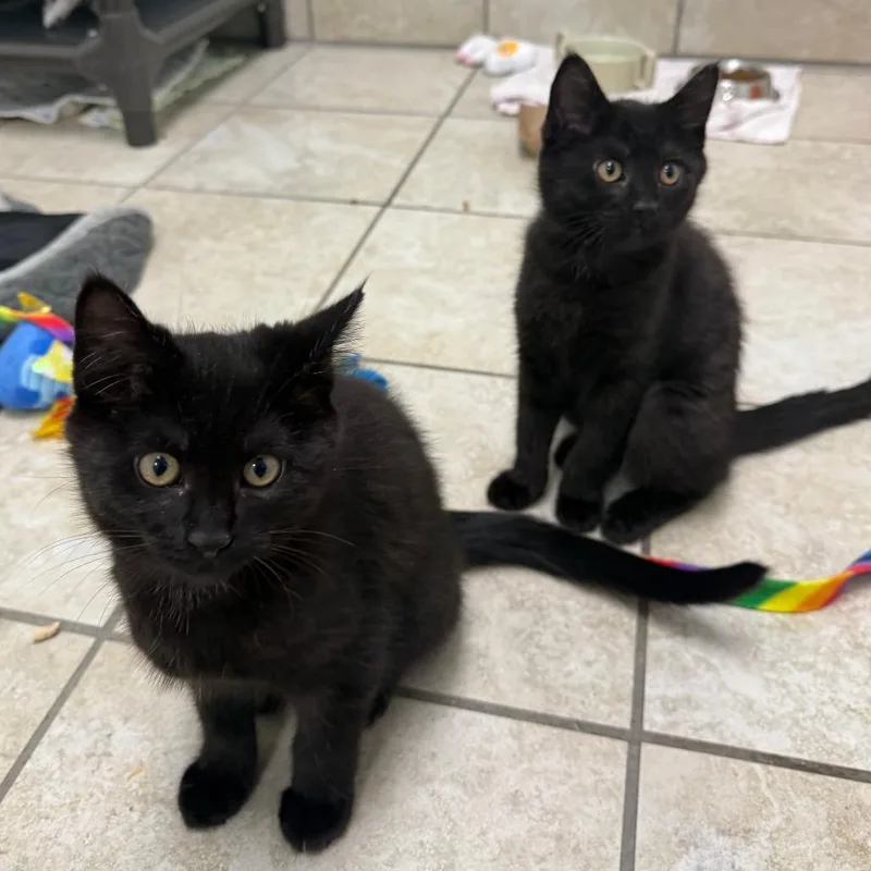 A baby small-sized female Black Domestic Medium Hair cat named Padme for adoption in Albuquerque, NM