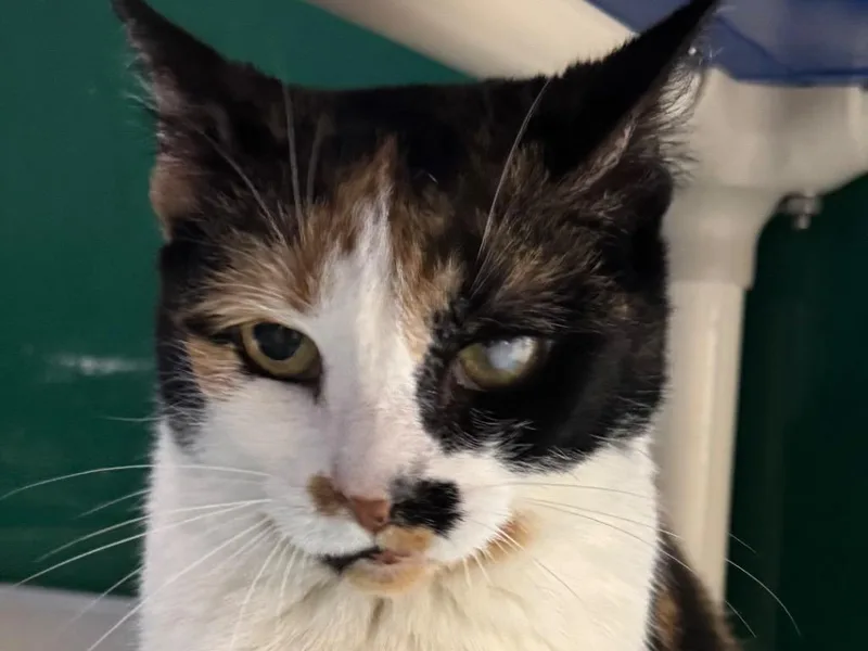 An adult small-sized female Dilute Calico cat named Calliope for adoption in Powell, OH