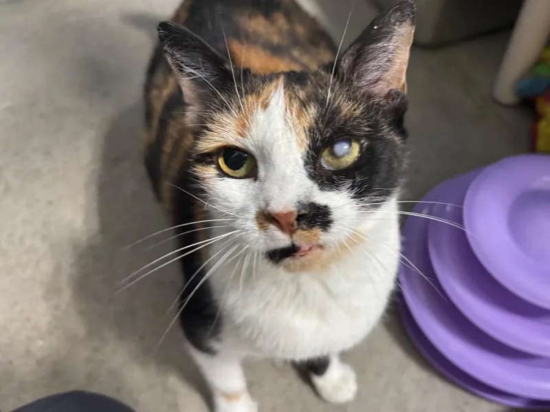 Calliope thumbnail 2