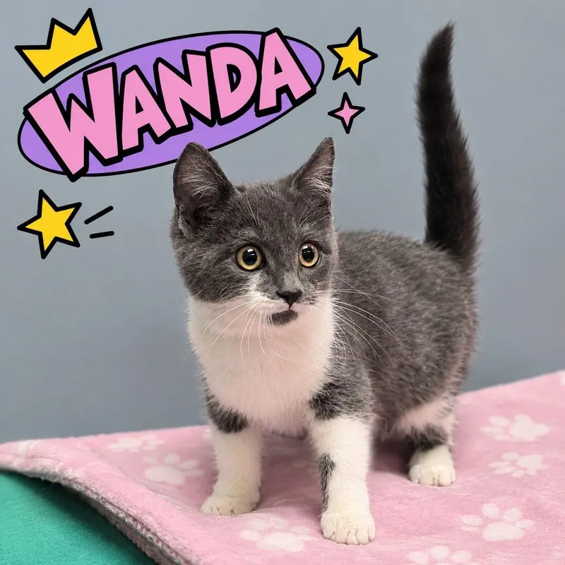 A young small-sized female Gray & White Domestic Short Hair cat named Wanda for adoption in Effingham, IL
