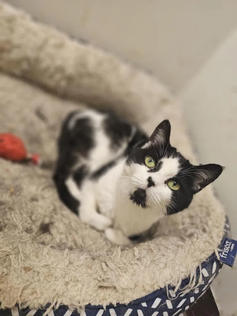 A senior medium-sized female Domestic Short Hair cat named Angel for adoption in Sprakers, NY