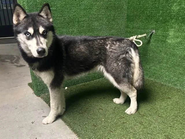 A young medium-sized female Siberian Husky dog named Tala for adoption in Lancaster, CA