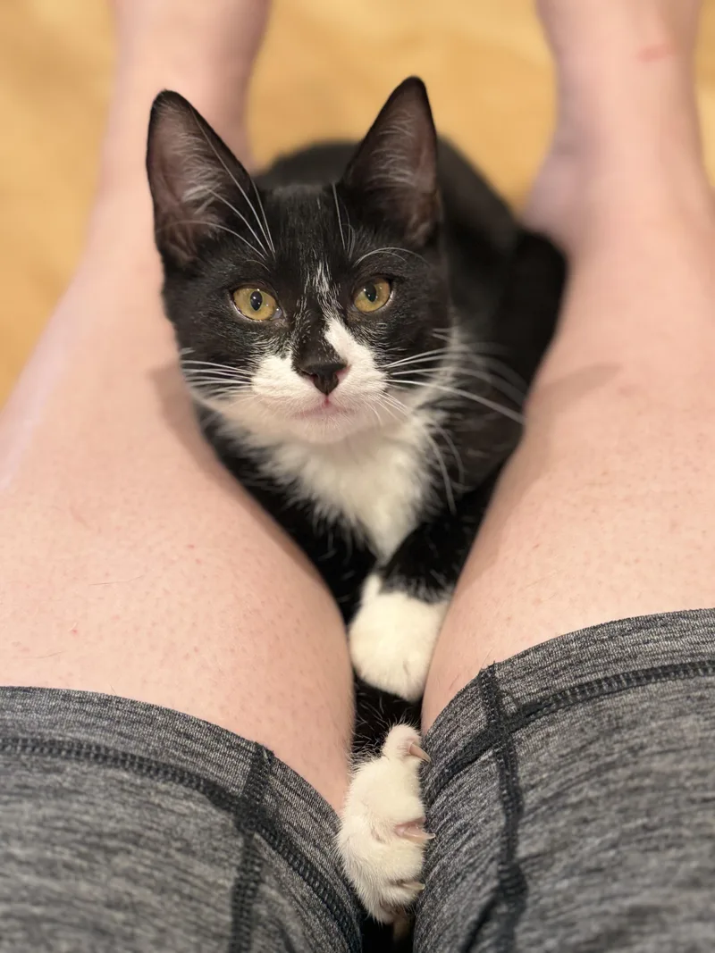 A baby medium-sized male Black & White / Tuxedo Domestic Short Hair cat named Sylvester for adoption in New York, NY