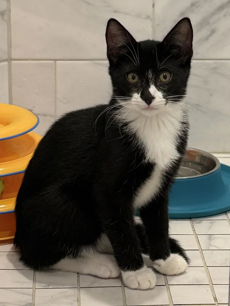 Sylvester thumbnail 2