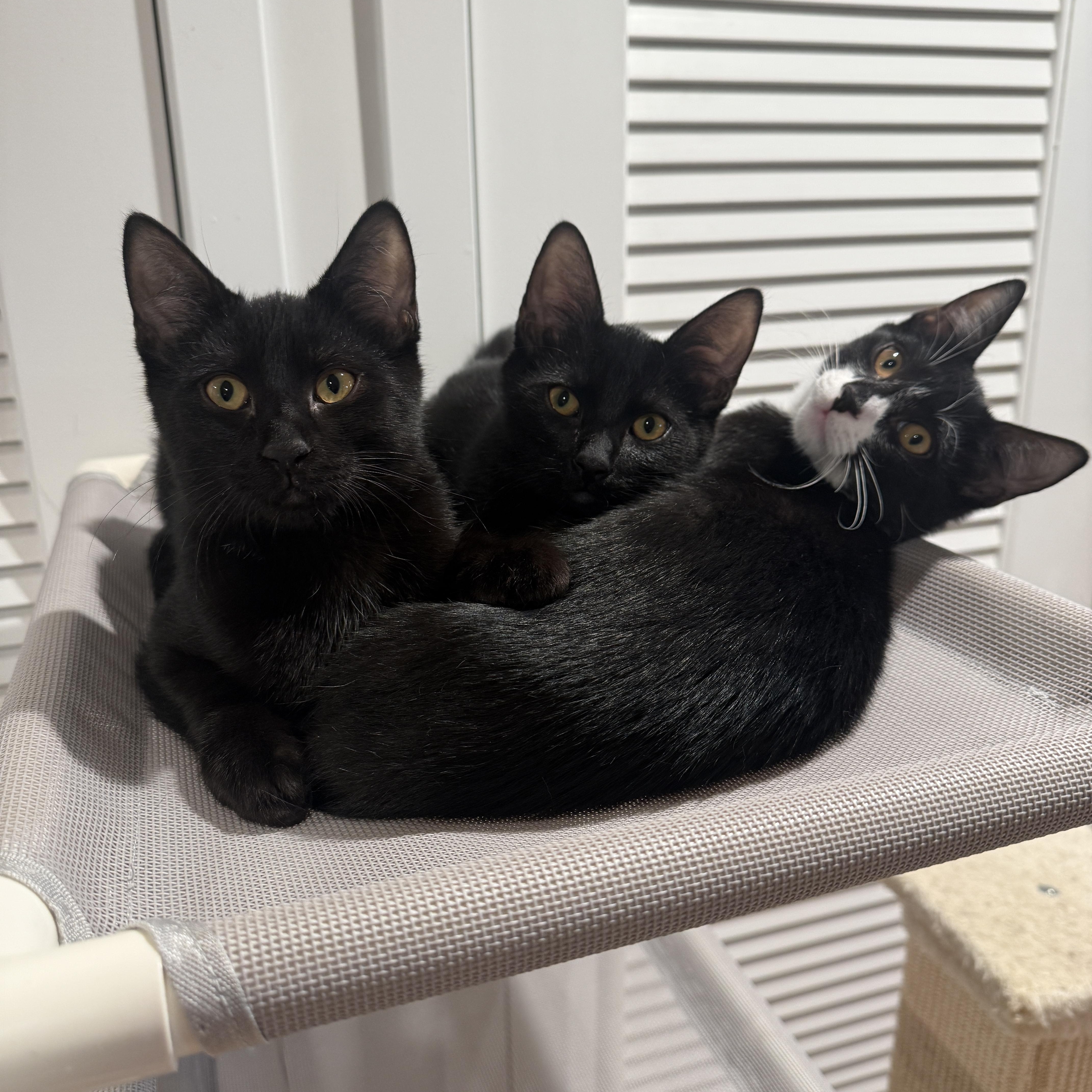 Sylvester thumbnail 5