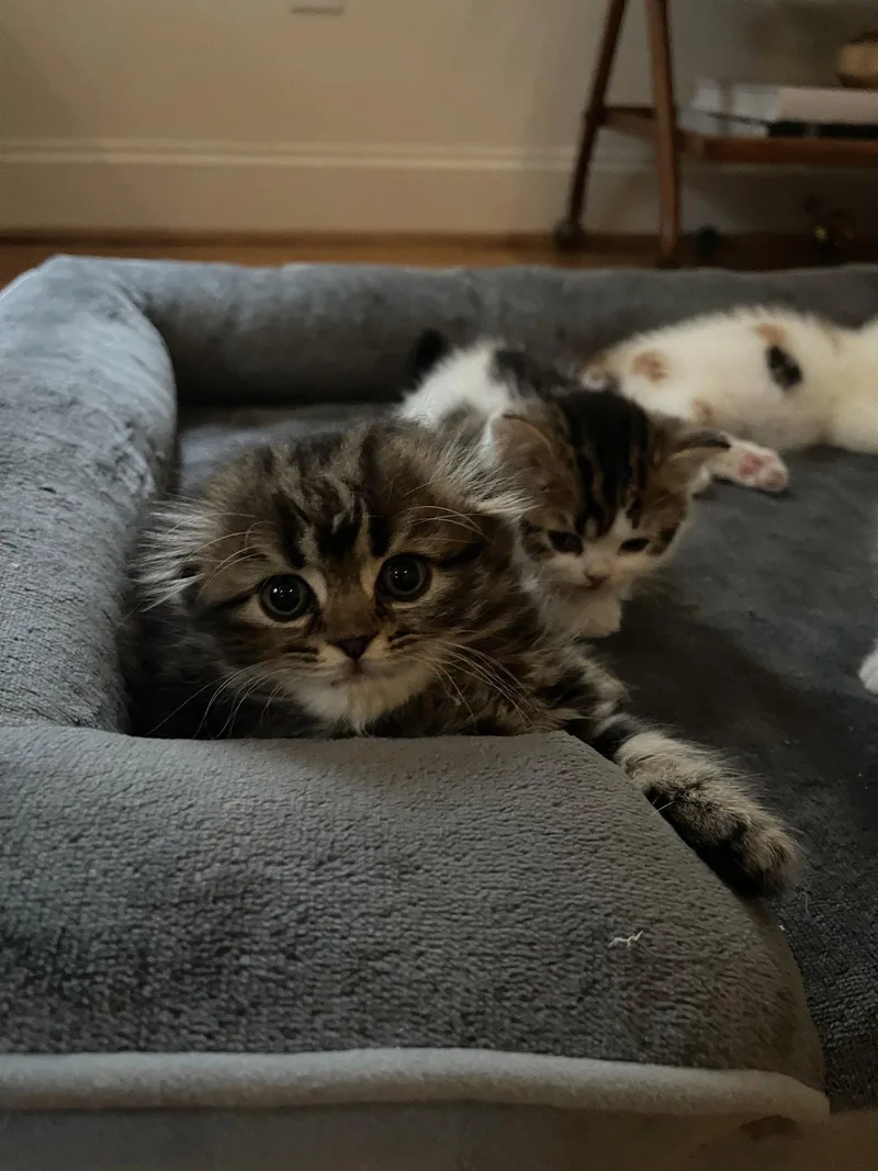 A baby medium-sized female Scottish Fold cat named Bryn for adoption in Broomall, PA