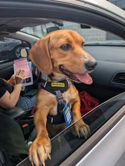 A young medium-sized female Mixed Breed dog named Marlene for adoption in Atlanta, GA