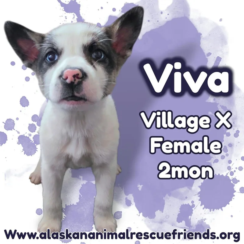 A baby medium-sized female Husky dog named Viva for adoption in Anchorage, AK
