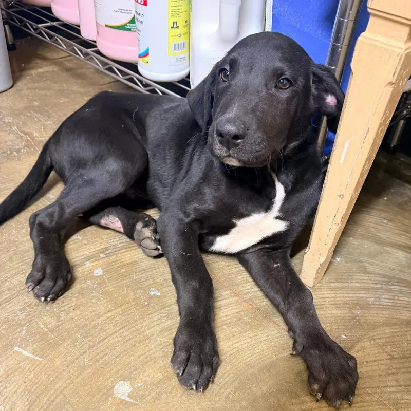 A baby small-sized male Mixed Breed dog named Felix for adoption in Corinth, MS