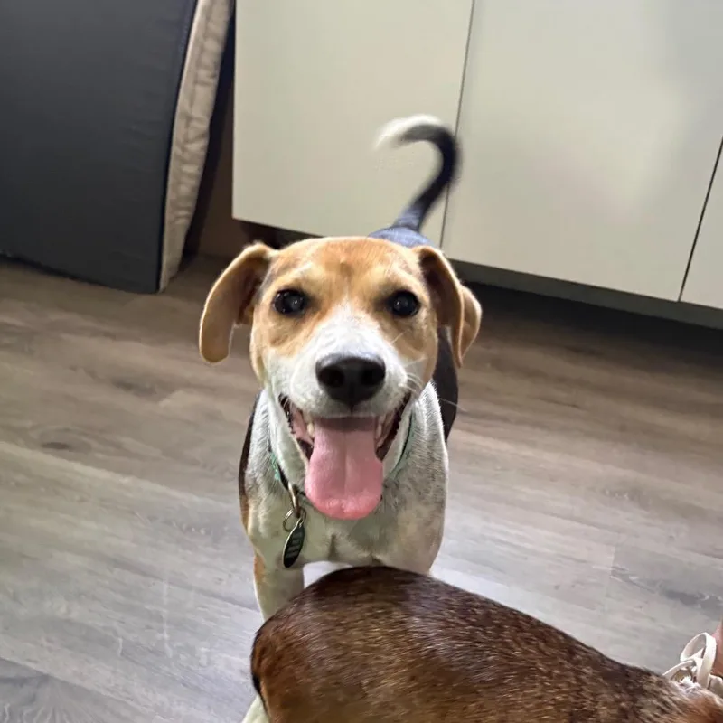 A young small-sized male Yellow / Tan / Blond / Fawn Beagle dog named Norman for adoption in Tampa, FL