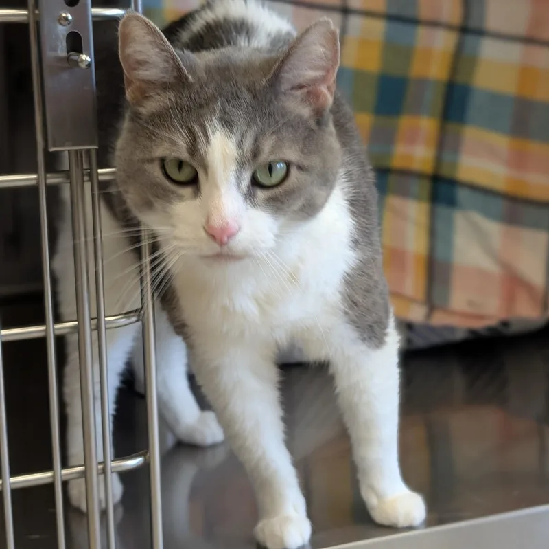 A senior medium-sized female Gray & White Domestic Short Hair cat named Hiyori for adoption in Jefferson, WI