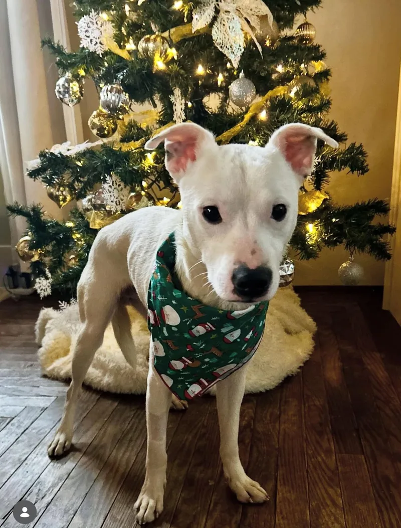 Thanksgiving : Giblet