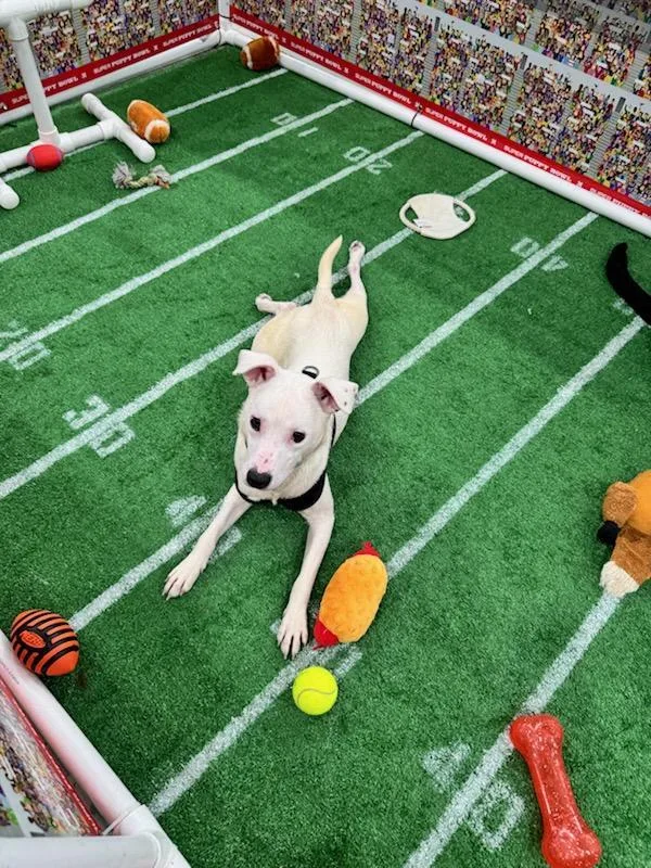 Thanksgiving : Giblet thumbnail 2