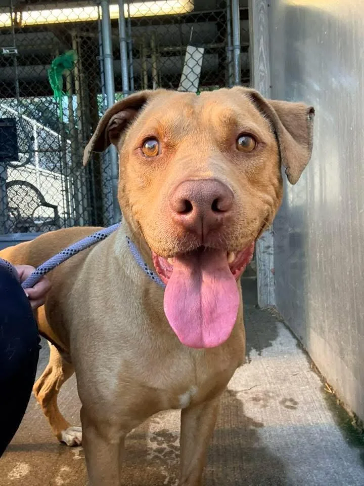 An adult medium-sized male Brown / Chocolate Pit Bull Terrier dog named Gordo for adoption in Chicago, IL