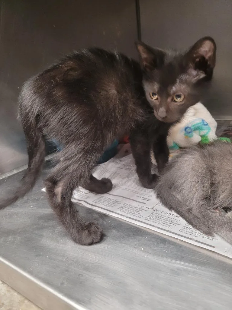 A baby small-sized male Domestic Short Hair cat named Ramsey for adoption in Angola, IN