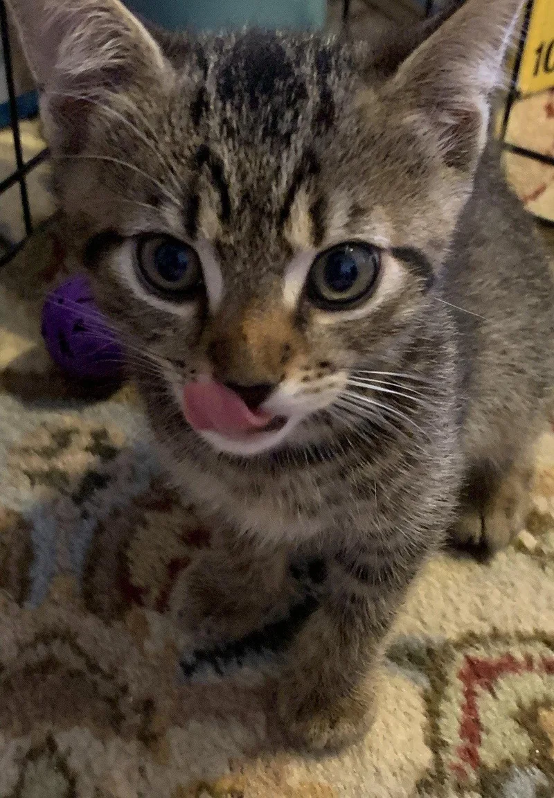 A baby medium-sized female Domestic Short Hair cat named Ruby  Willow Grove for adoption in Greenville, DE