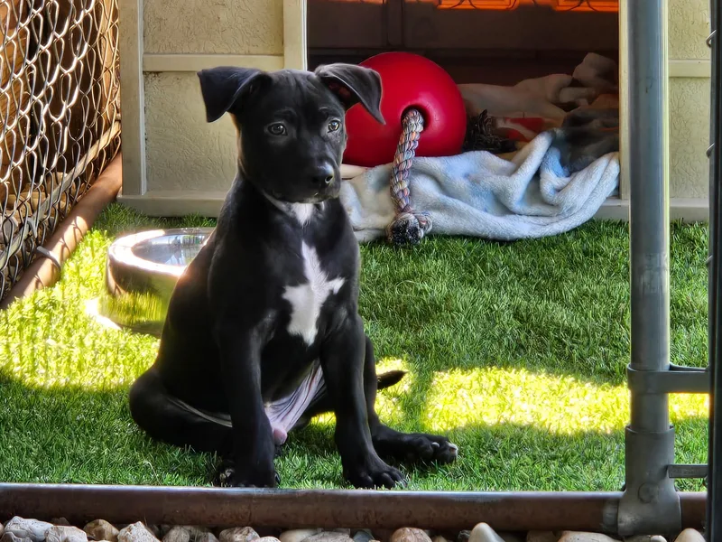 A baby small-sized male Mixed Breed dog named Bruno for adoption in Monona, WI