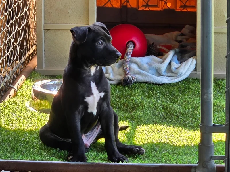 Bruno thumbnail 2
