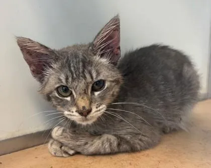 A baby small-sized female Domestic Short Hair cat named Graphite for adoption in Pendleton, OR