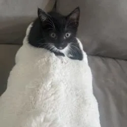 A baby small-sized male Black Domestic Short Hair cat named Winston for adoption in West Palm Beach, FL