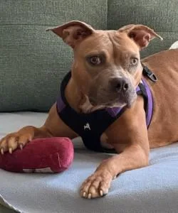 An adult medium-sized female Mixed Breed dog named Lola for adoption in West Chester, PA