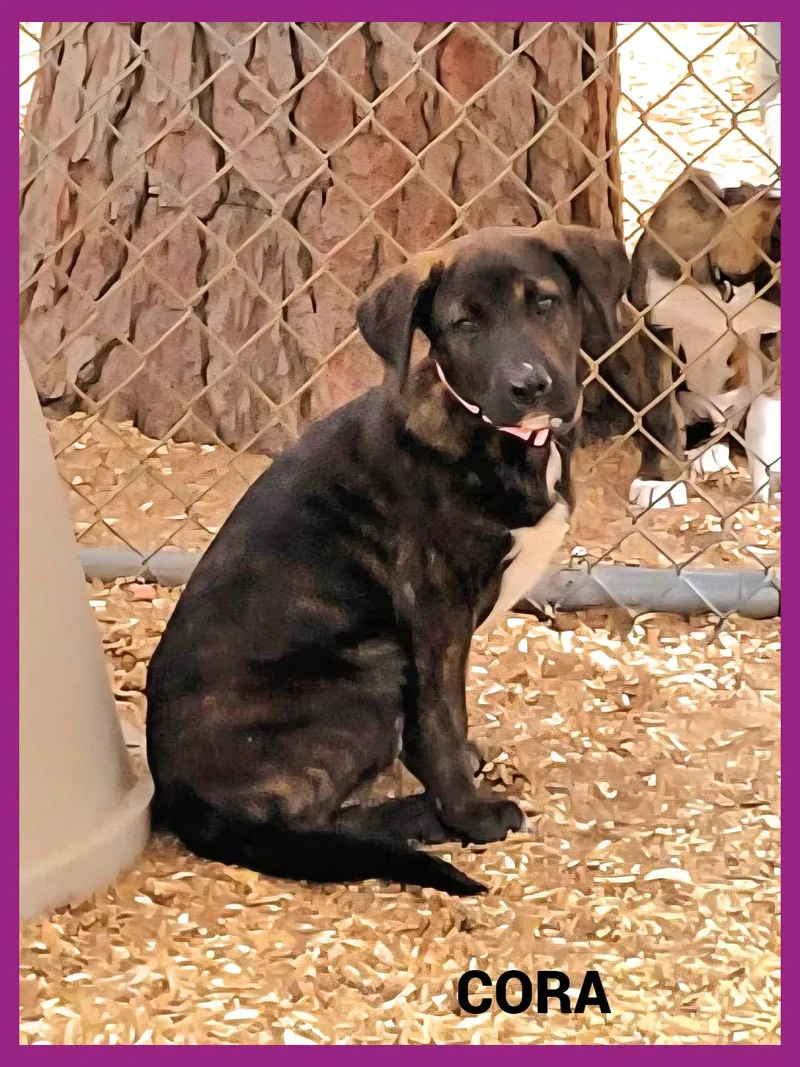Cora