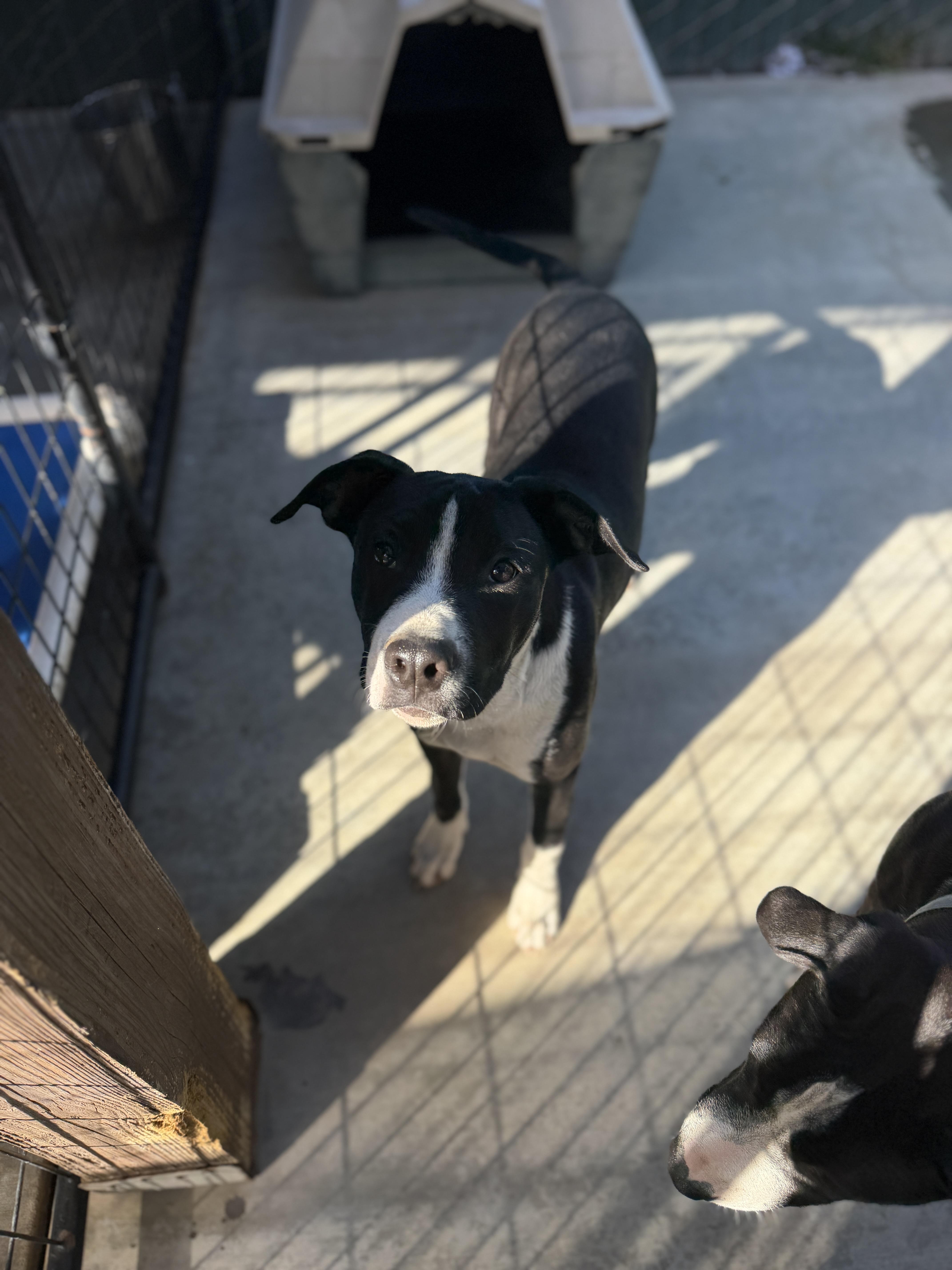 A young large-sized female Pit Bull Terrier dog named Lou for adoption in Oakdale, CA