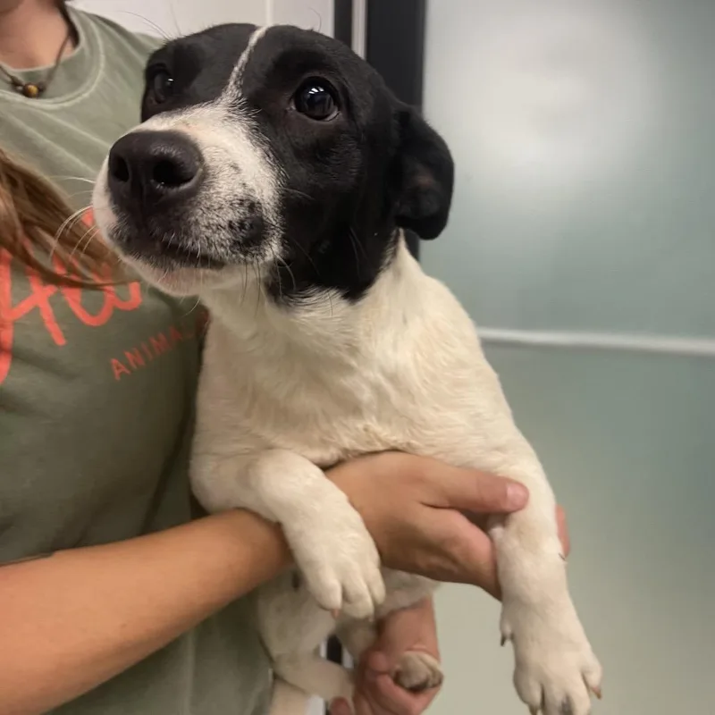 A young small-sized female Black Jack Russell Terrier dog named Dreamsicle for adoption in Abilene, TX