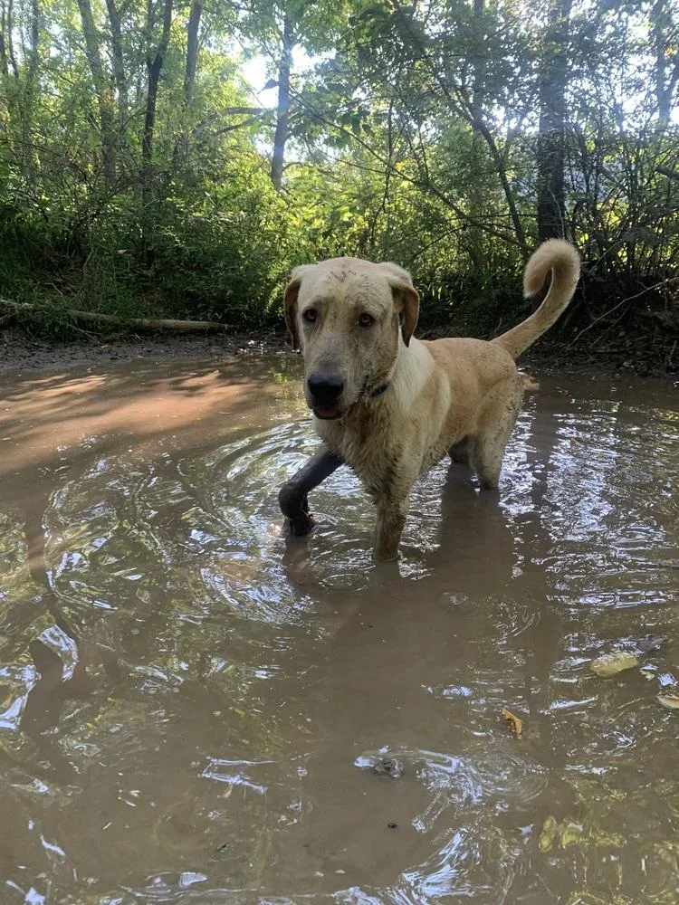 A young large-sized male Great Dane dog named Cash for adoption in Silver Spring, MD