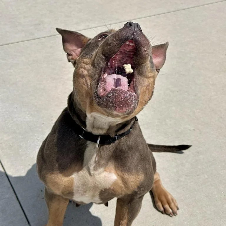 An adult medium-sized female Gray / Blue / Silver Pit Bull Terrier dog named Angaboda for adoption in Matteson, IL