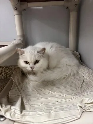 Snowy  office cat