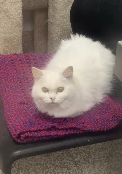 Snowy  office cat thumbnail 2