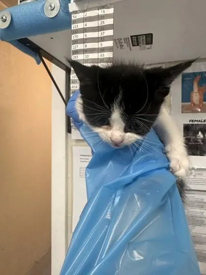 A young small-sized female Domestic Short Hair cat named Kid for adoption in Roseville, CA