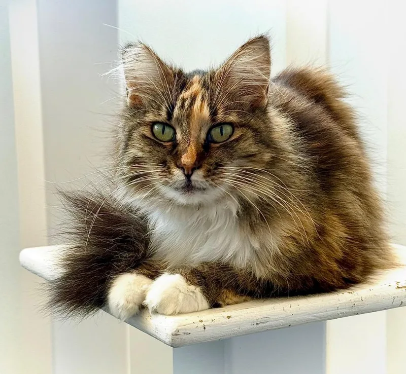 An adult small-sized female Domestic Short Hair cat named Luscious for adoption in Thousand Oaks, CA