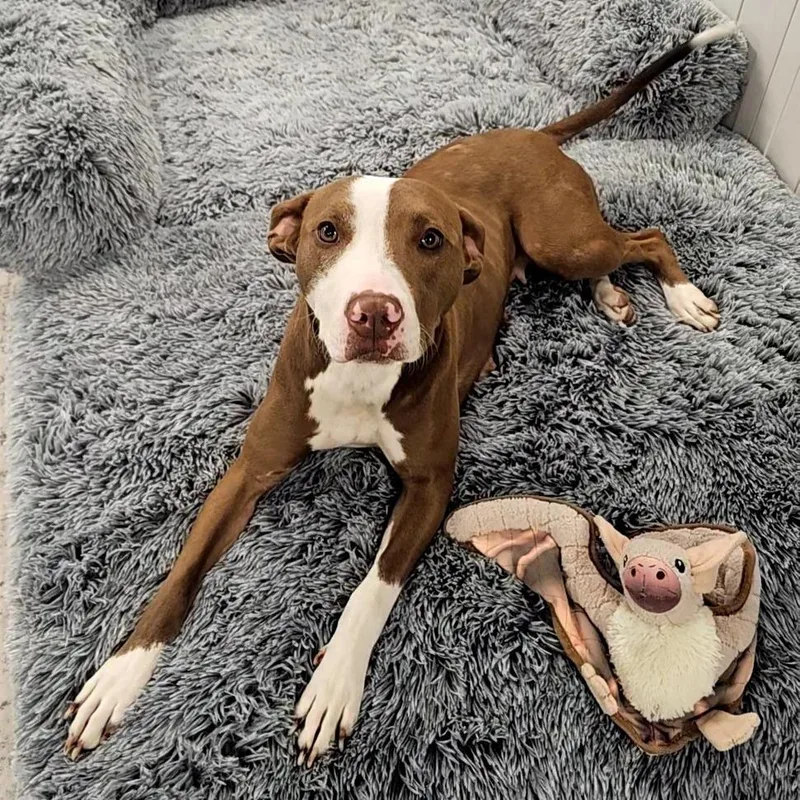 An adult medium-sized female Brown / Chocolate Mixed Breed dog named Mira for adoption in Allentown, PA