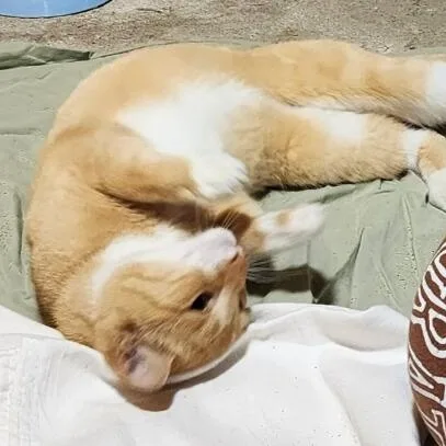 A young medium-sized female Tabby (Orange / Red) Domestic Short Hair cat named Tangy for adoption in Benicia, CA